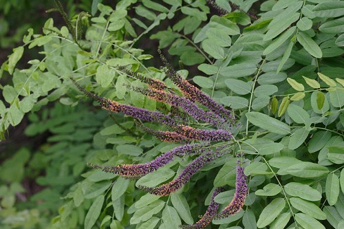 Amorpha fruticosa #1
