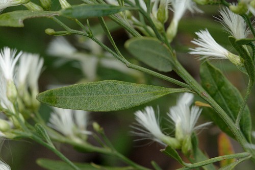 Fiore di Baccharis halimifolia