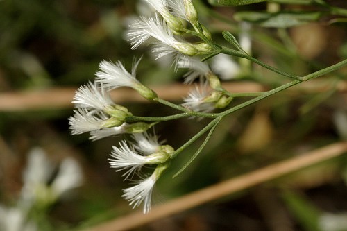 Fiore di Baccharis halimifolia