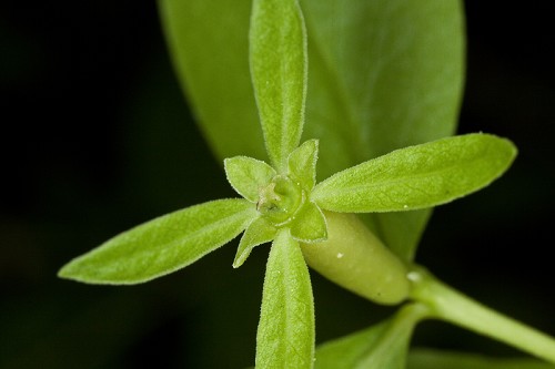 Buckleya distichophylla #6