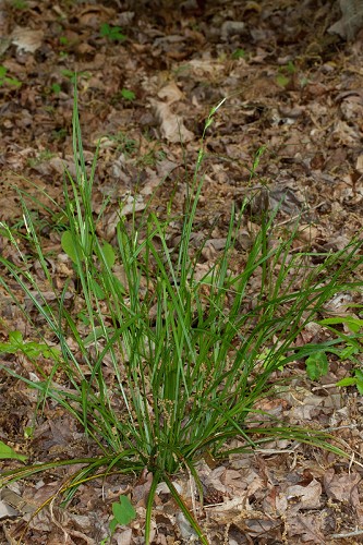 Carex amphibola #1