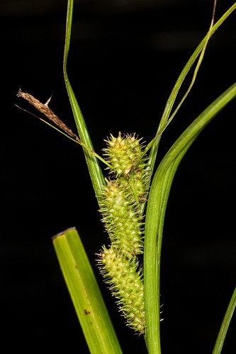 Carex aureolensis #14