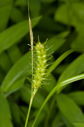 Carex baileyi #8
