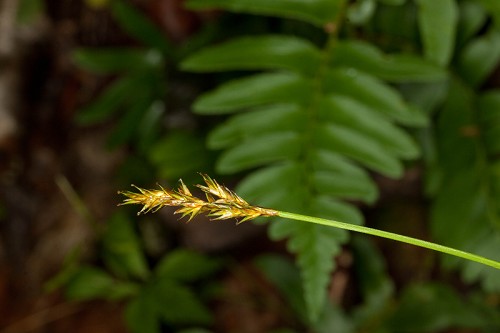 Carex bromoides ssp. montana #6