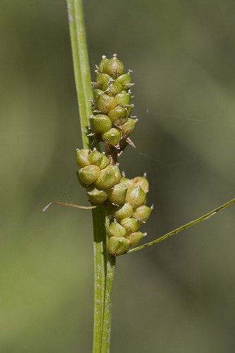 Carex caroliniana #2