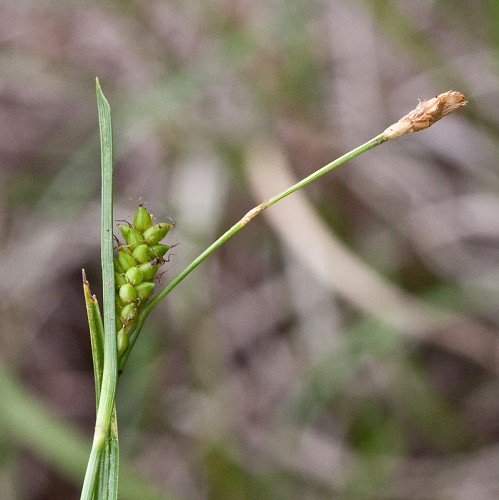 Carex crawei #4