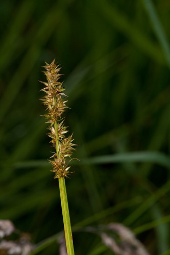 Carex laevivaginata #22