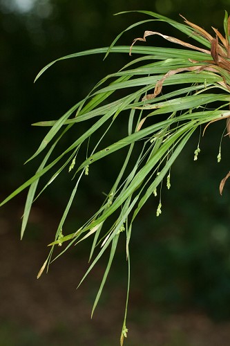 Carex laxiculmis var. copulata #2
