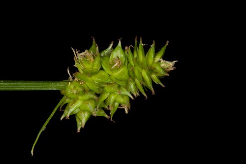 Carex leavenworthii #4