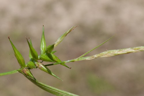 Carex lonchocarpa #8