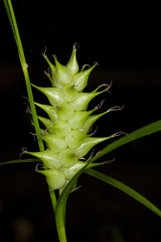 Carex louisianica #10