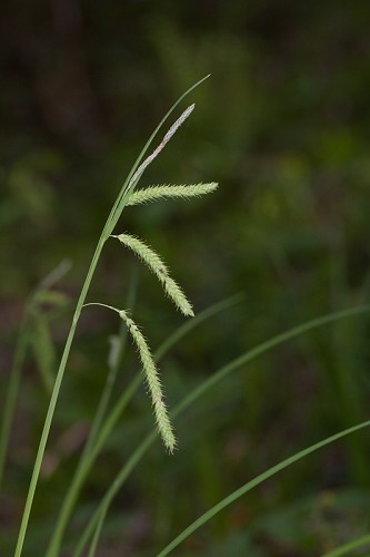 Carex prasina #2