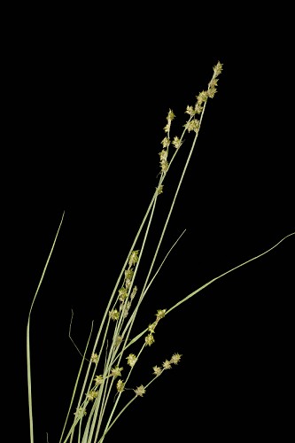 Carex seorsa #1