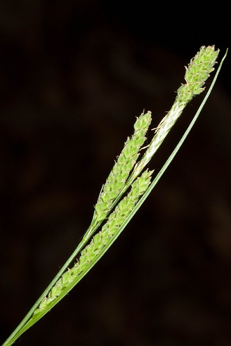 Carex virescens #19