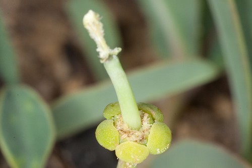 Euphorbia ipecacuanhae #1