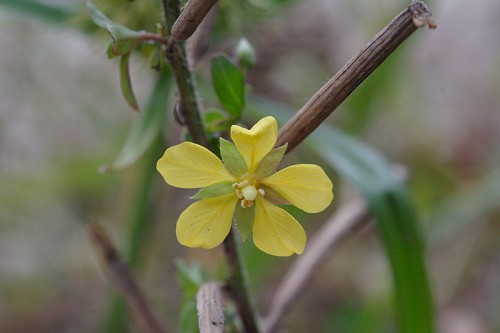 Ludwigia leptocarpa #1
