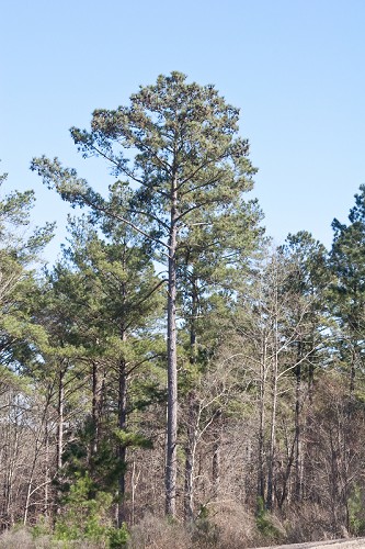 Pinus taeda #20