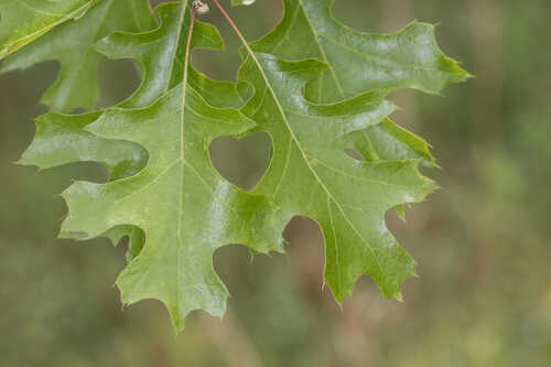 Quercus Buckleyi