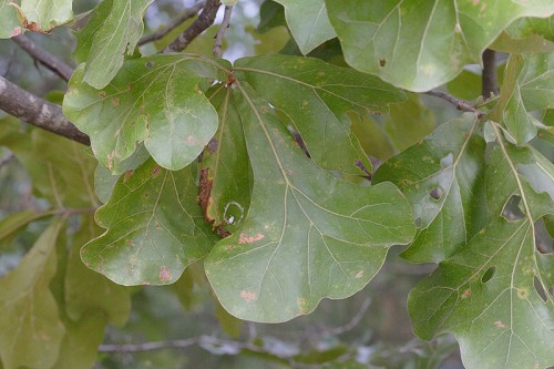 Quercus marilandica #1