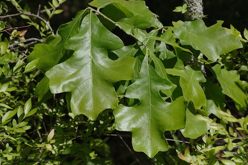 Quercus stellata #1