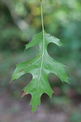 Quercus velutina #4