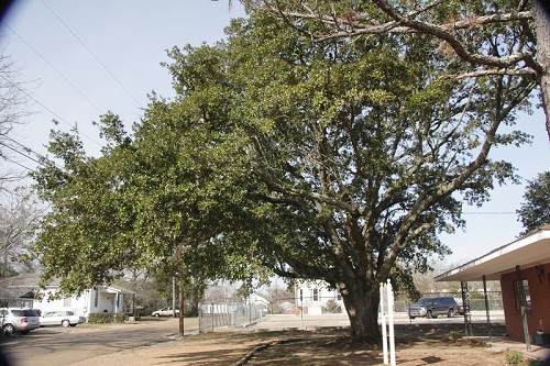 Quercus virginiana #8