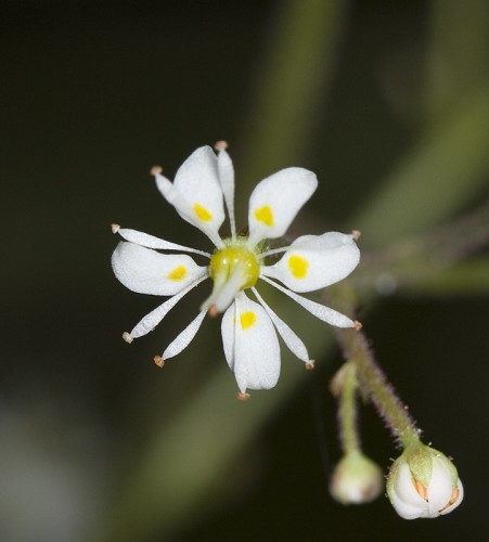 Saxifraga micranthidifolia #5