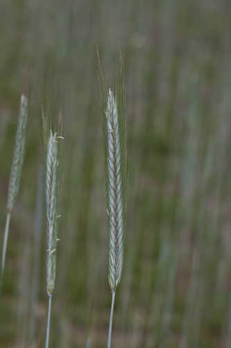 Mean dry weight (DW) of Secale cereale (rye) (A) and Lepidium