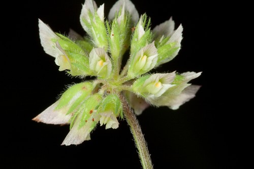 Trifolium carolinianum #10