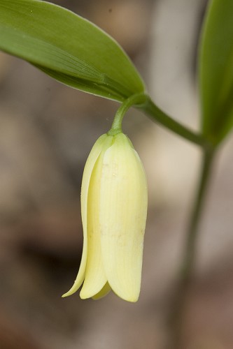 Uvularia sessilifolia #1