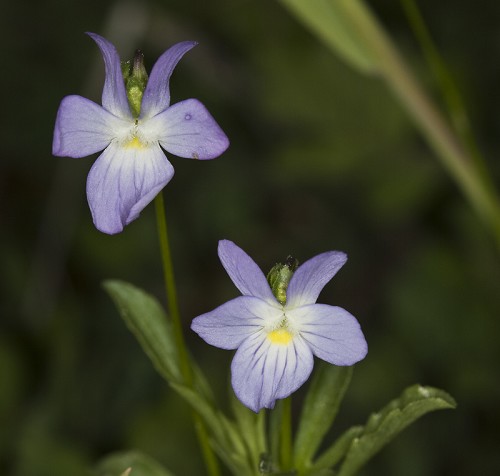 Viola bicolor #1