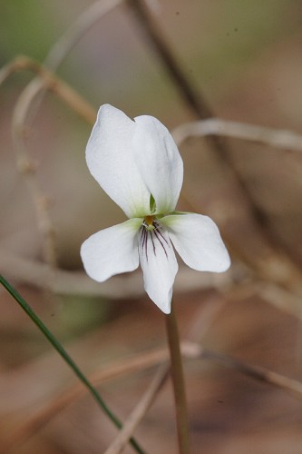 Viola primulifolia #1
