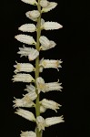 White colicroot