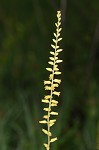 Yellow colicroot