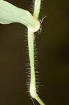 Small carpgrass