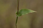 Small carpgrass