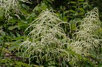 Goat's beard <BR>Bride's feathers