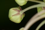Poke milkweed