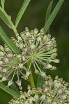 Green milkweed