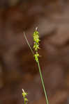 Carex rétroflexa