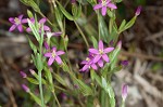 Branched centaury