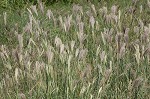 Feather fingergrass