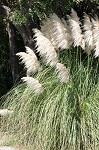 Uruguayan pampas grass