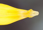 Yellow troutlily