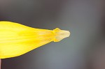 Yellow troutlily