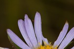Southern pine aster