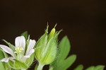Carolina cranesbill <BR>Carolina geranium