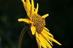 Ashy sunflower
