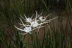 Gholson's spider-lily