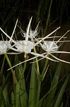 Gholson's spider-lily